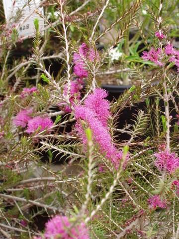 Melaleuca wilsonii Melaleuca wilsonii Australian Native Plants Plants 8007016517