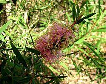 Melaleuca wimmerensis httpsuploadwikimediaorgwikipediacommonsthu