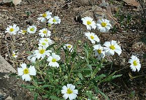 Melampodium leucanthum httpsuploadwikimediaorgwikipediacommonsthu