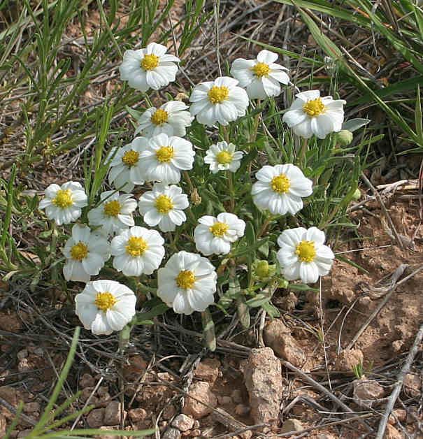 Melampodium leucanthum Melampodium leucanthum Blackfoot daisy