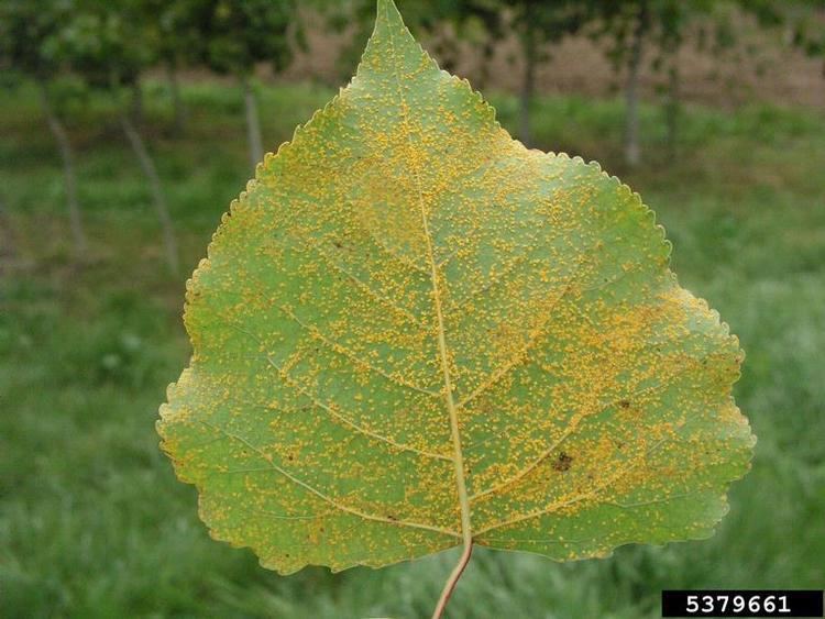 Melampsora Melampsora leaf rust Melampsora laricispopulina on aspenpoplar