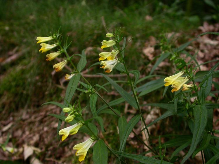 Melampyrum pratense Melampyrum pratense Orobanchaceae image 20788 at PhytoImagessiuedu