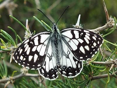 Melanargia Spanish Marbled White butterfly Melanargia ines identification guide