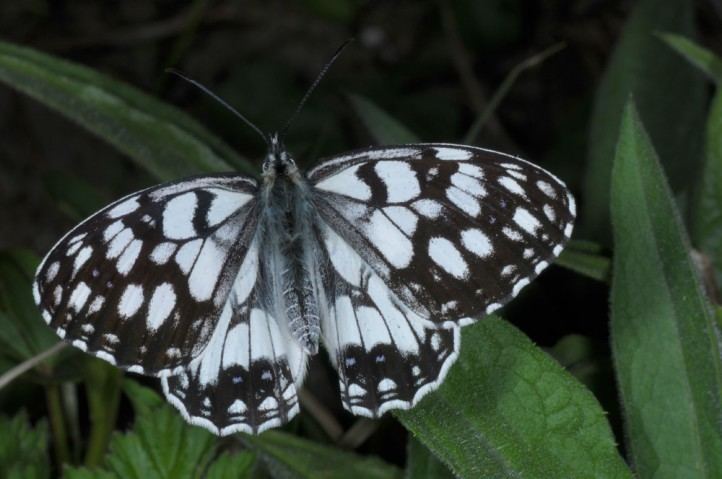 Melanargia ines European Lepidoptera and their ecology Melanargia ines