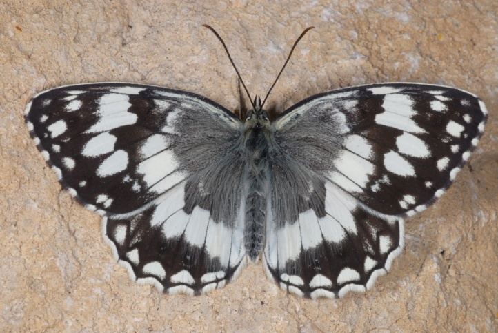 Melanargia larissa European Lepidoptera and their ecology Melanargia larissa