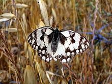 Melanargia titea httpsuploadwikimediaorgwikipediacommonsthu