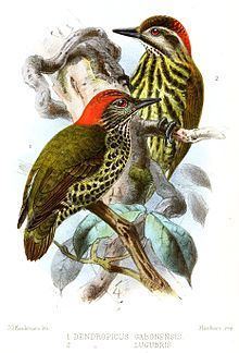 Melancholy woodpecker httpsuploadwikimediaorgwikipediacommonsthu