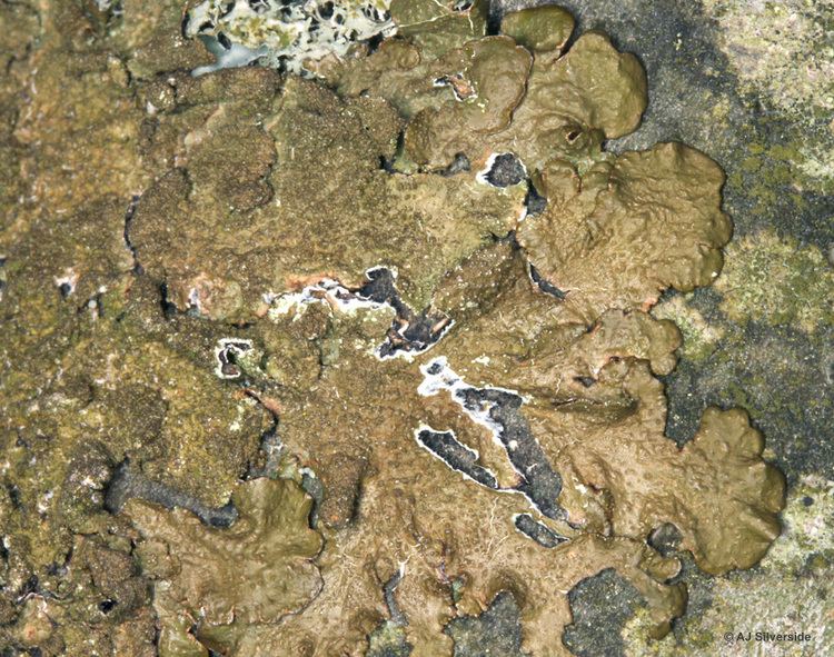 Melanelixia Melanelixia subaurifera images of British lichens