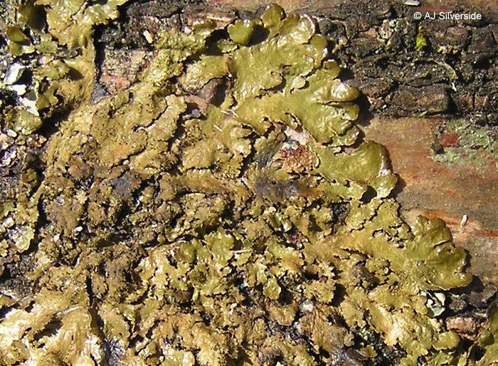 Melanelixia Melanelixia glabratula images of British lichens