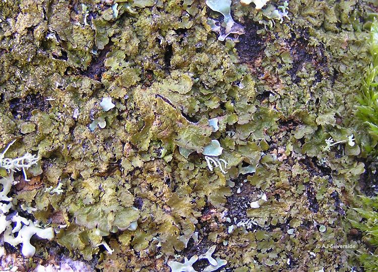 Melanelixia Melanelixia subaurifera images of British lichens
