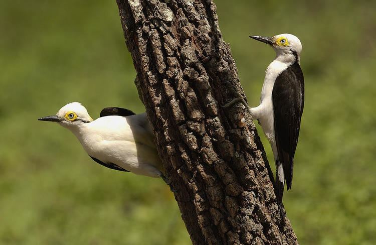 Melanerpes White Woodpecker Melanerpes Candidus Photograph by Pete Oxford