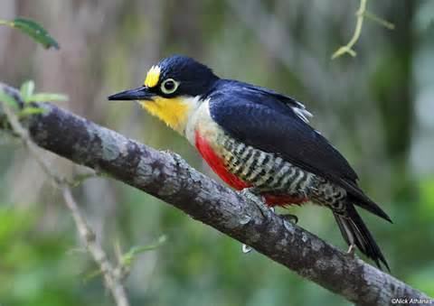 Melanerpes More on Melanerpes chrysauchen pulcher Beautiful Woodpecker