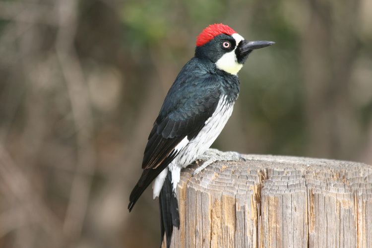 Melanerpes Acorn Woodpecker Melanerpes formicivorus