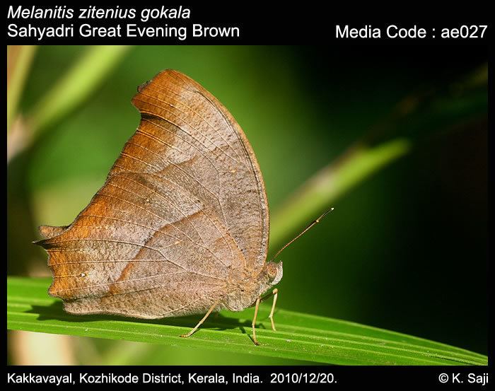 Melanitis Melanitis zitenius Great Evening Brown Butterflies of India