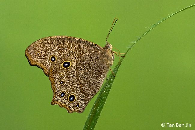 Melanitis leda ButterflyCircle Checklist