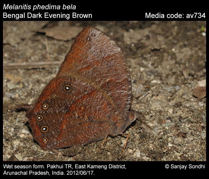Melanitis phedima Melanitis phedima Dark Evening Brown Butterflies of India