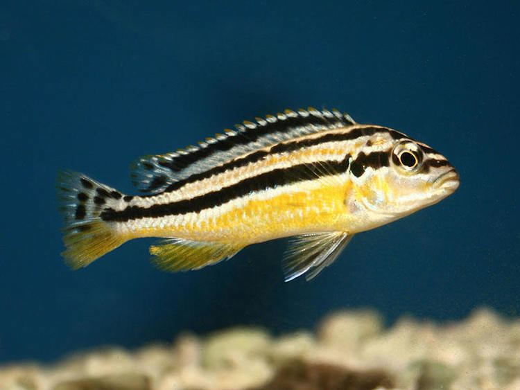 Melanochromis Gold mbuna Melanochromis auratus Fish Tanks and Ponds