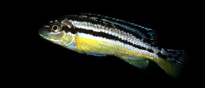 Melanochromis auratus Melanochromis auratus Golden Mbuna Seriously Fish