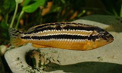 Melanochromis auratus Melanochromis auratus Wikipedia