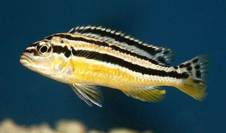 Melanochromis auratus Golden Mbuna Melanochromis auratus Tropical Fish Keeping