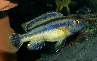 Melanochromis chipokae Chipokae