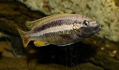 Melanochromis httpsuploadwikimediaorgwikipediacommonsthu