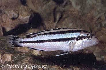 Melanochromis loriae wwwhobbykwekersnlmediazooimagesMelanochromis