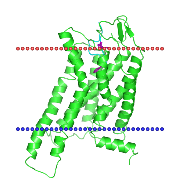 Melanocortin 4 receptor 2iqr Melanocortin4 receptor model active state with agonist NDP