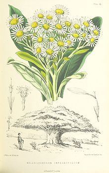 Melanodendron httpsuploadwikimediaorgwikipediacommonsthu