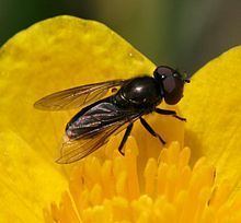 Melanogaster (fly) httpsuploadwikimediaorgwikipediacommonsthu