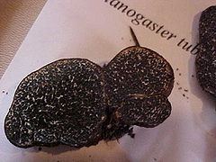 Melanogaster (fungus) httpsuploadwikimediaorgwikipediacommonsthu