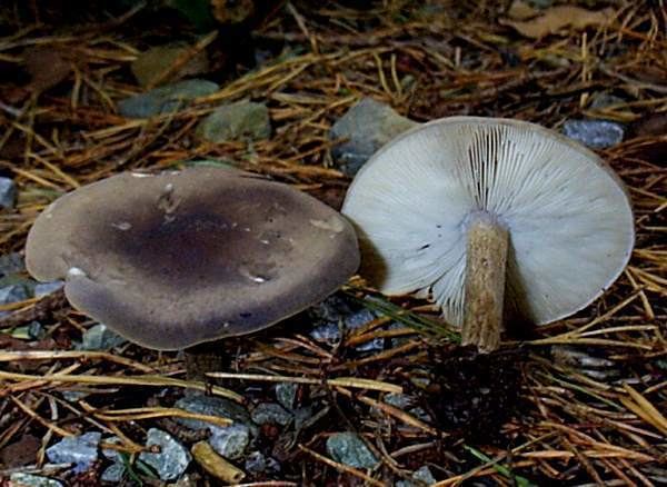 Melanoleuca Melanoleuca polioleuca Common Cavalier mushroom