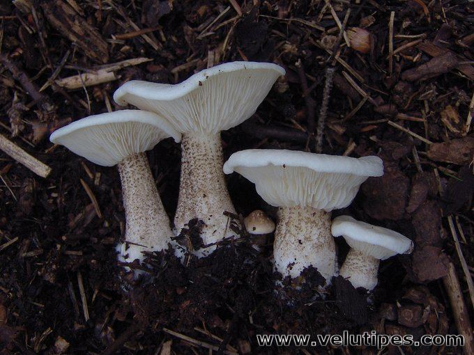 Melanoleuca verrucipes Melanoleuca verrucipes suomusataheltta Natural Fungi in Finland