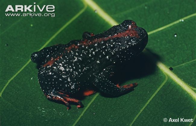 Melanophryniscus Redbelly toad photo Melanophryniscus dorsalis G14764 ARKive
