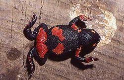 Melanophryniscus atroluteus httpsuploadwikimediaorgwikipediacommonsthu