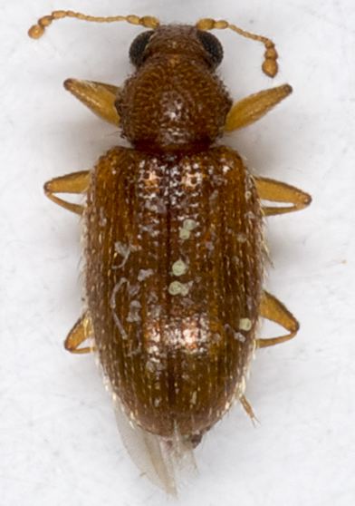Melanophthalma Minute Brown Scavenger Beetle Melanophthalma BugGuideNet
