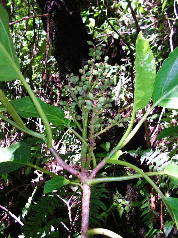 Melanophylla wwwmobotorgMOBOTMadagascdigitalRAKOTOVAO284