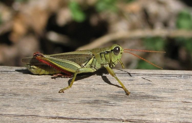 Melanoplus Melanoplus femurrubrum De Geer 1773 Checklist View