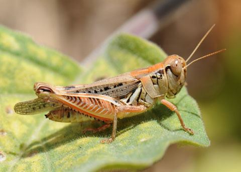 Melanoplus Melanoplus devastator