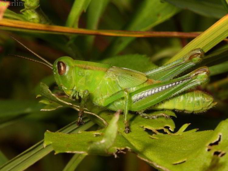 Melanoplus Striped Grasshopper Melanoplus bivittatus