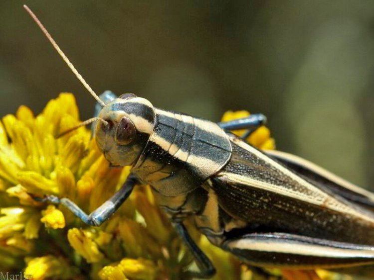 Melanoplus bivittatus TwoStriped Grasshopper Melanoplus bivittatus