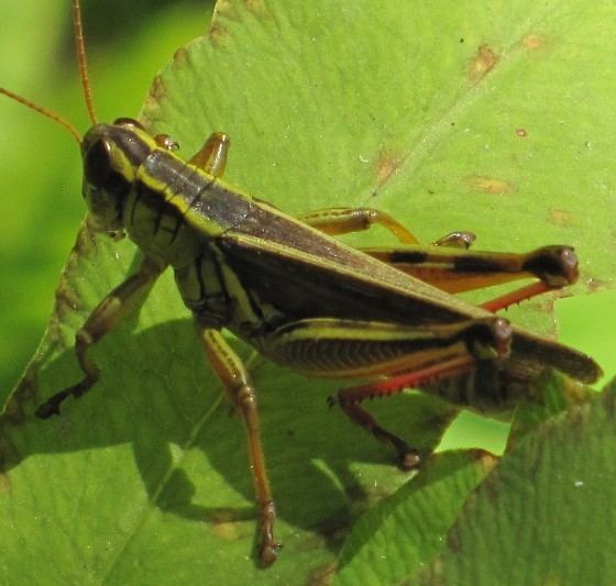 Melanoplus bivittatus TwoStriped Grasshopper Melanoplus bivittatus BugGuideNet