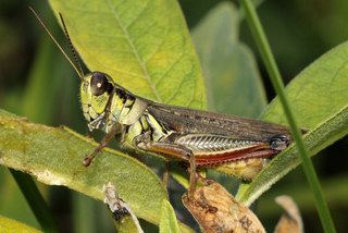 Melanoplus femurrubrum Melanoplus femurrubrum Redlegged grasshopper Discover Life