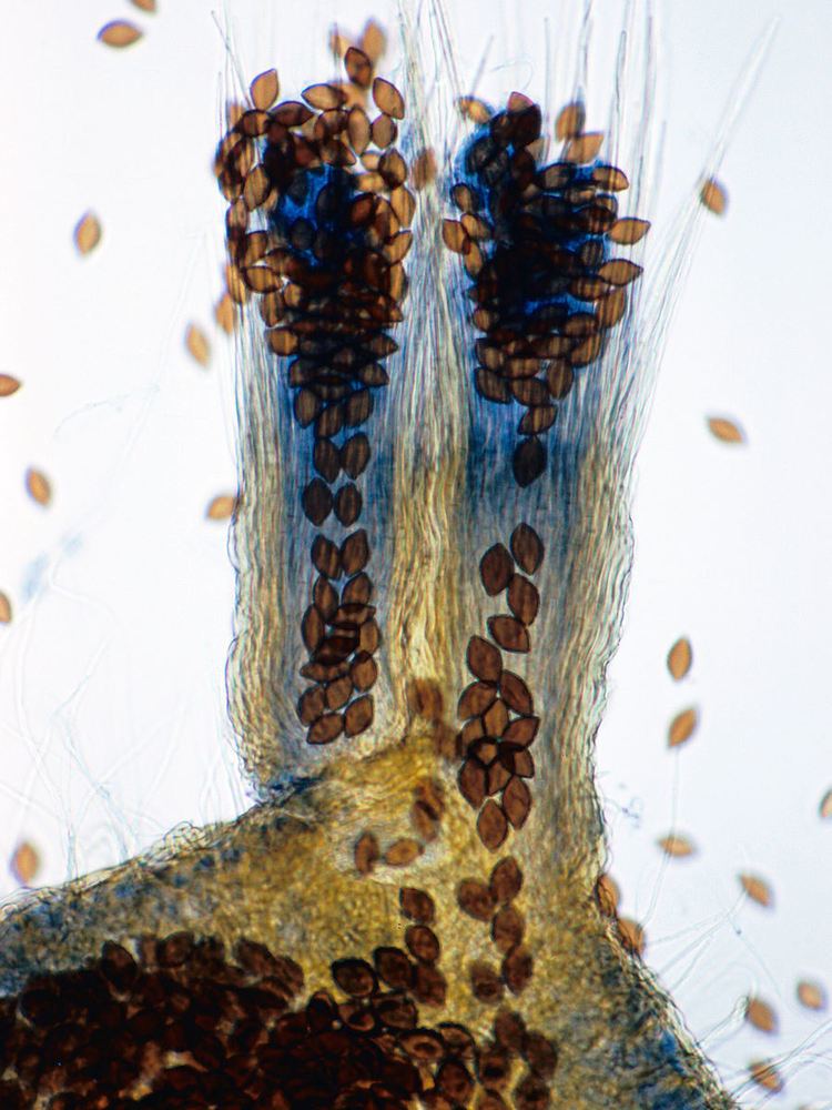 Melanospora Melanospora zamiae asci deliquesce in centrum and spores passively