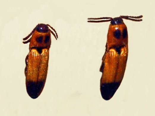 Melanoxanthus senegalensis