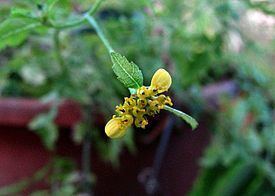 Melanthera micrantha httpsuploadwikimediaorgwikipediacommonsthu