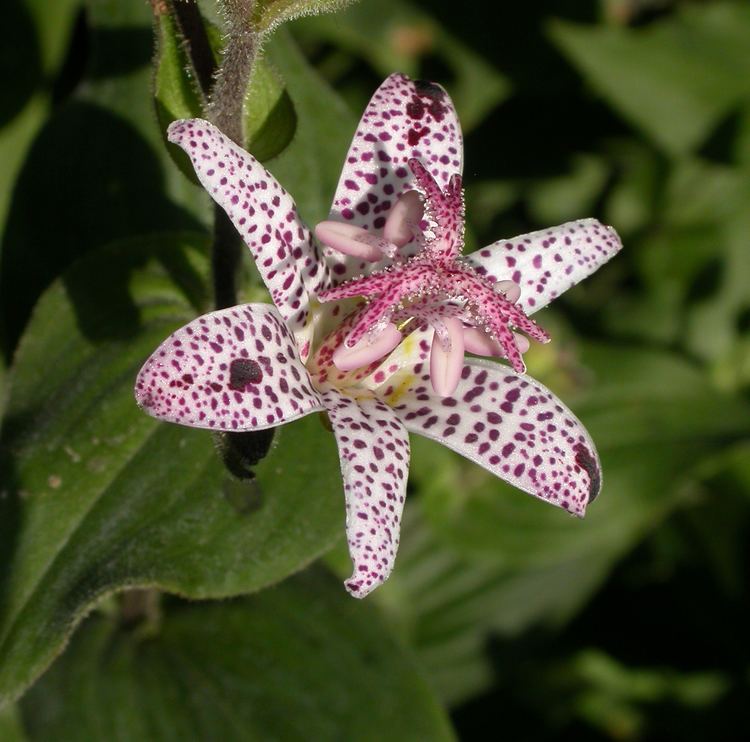 Melanthiaceae Tricyrtis hirta Melanthiaceae image 7059 at DiversityOfLifeorg