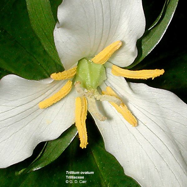 Melanthiaceae Flowering Plant Families UH Botany