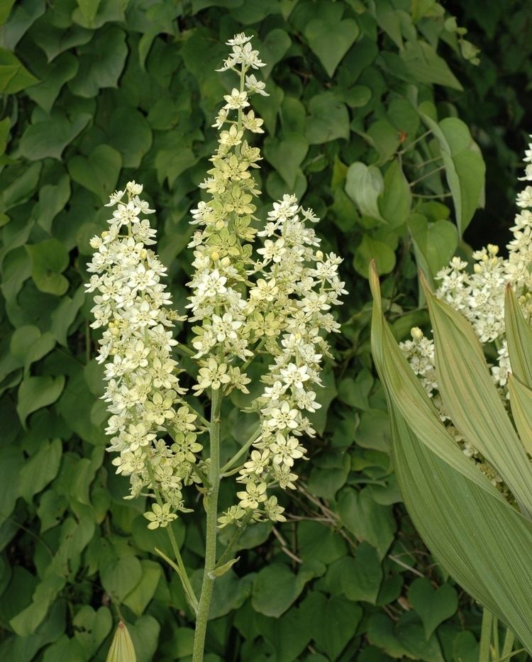 Melanthiaceae Melanthium virginicum Melanthiaceae image 32012 at DiversityOfLifeorg