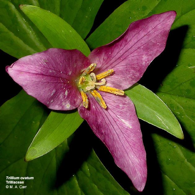 Melanthiaceae Flowering Plant Families UH Botany